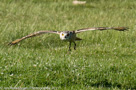Roofvogels